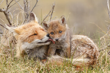 Wall Mural - Red fox cub in nature at springtime on a sunny day.