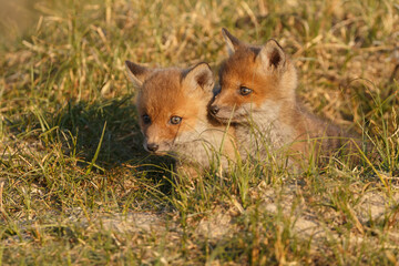 Wall Mural - red fox cub in nature at springtime on a sunny day.
