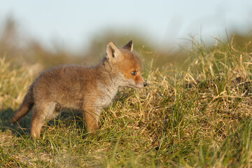 Wall Mural - red fox cub in nature at springtime on a sunny day.