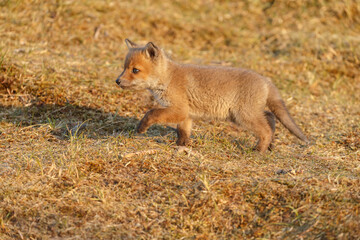 Wall Mural - red fox cub in springtime in nature.