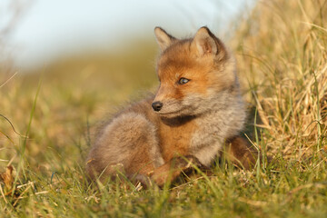 Wall Mural - Red fox cub in springtime in nature.