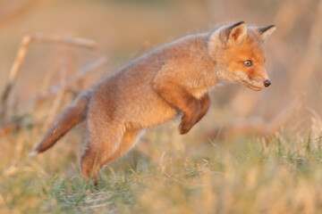 Wall Mural - Red fox cub in springtime in nature.