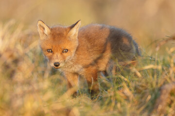 Wall Mural - Red fox cub in springtime in nature.