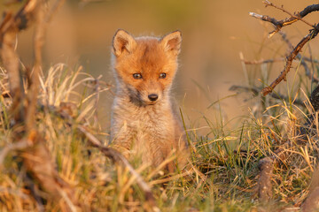 Wall Mural - Red fox cub in springtime in nature.