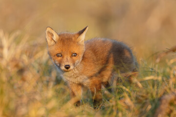 Wall Mural - Red fox cub in springtime in nature.