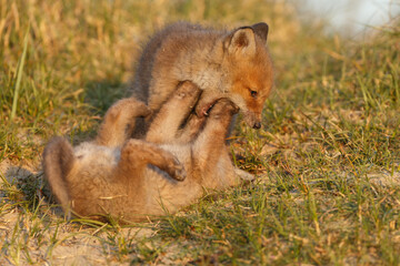 Wall Mural - Red fox cub in springtime in nature.