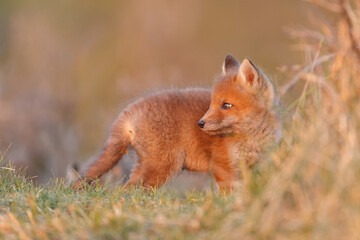 Wall Mural - red fox cub in springtime in nature.