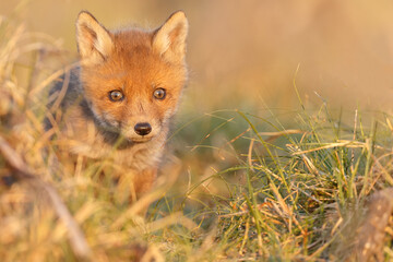 Wall Mural - Red fox cub in springtime in nature.