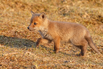 Wall Mural - Red fox cub in springtime in nature.