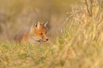 Wall Mural - red fox cub in springtime in nature.