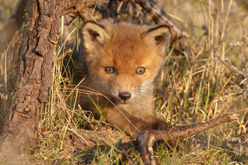 Wall Mural - Red fox cub in springtime in nature.