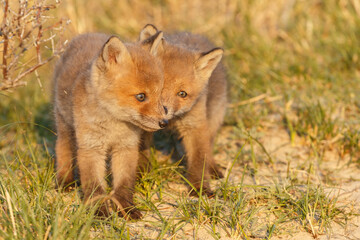 Wall Mural - red fox cub in springtime in nature.