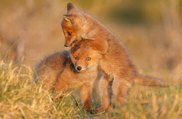 Wall Mural - Red fox cub in springtime in nature.