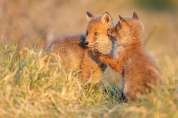 Wall Mural - Red fox cub in springtime in nature.
