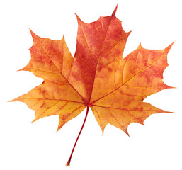 Wall Mural - one red-orange autumn maple leaf.