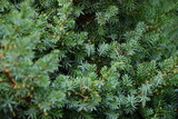 Fototapeta  - Juniper branches natural background green xmas krzew jałowca iglaste gałązki