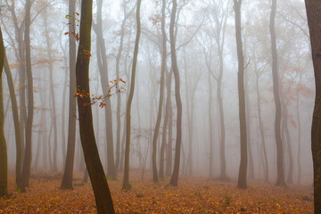 Wall Mural - Autumnal mysterious forest trees with yellow leaves.