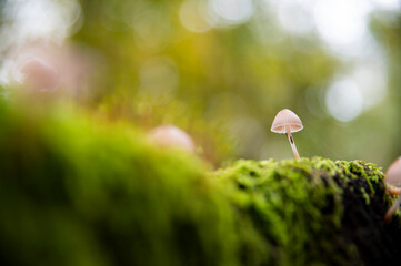 Mushrooms in the autumn forest