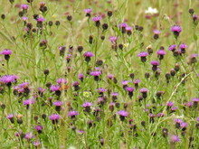 Meadow With Purple Thistle
