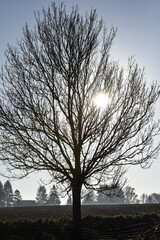 Canvas Print - arbre bois soleil lumiere