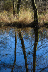 Canvas Print - Belgique Wallonie bois foret automne saison climat eau