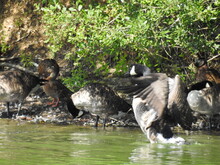 Geese Close To The Shore On The Lake By The Bushes