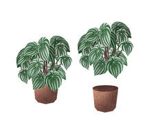Watercolor Illustrations Of Potted House Plant. Plnat In A Pot Isolated On White Background