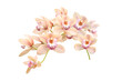 branch of pink orchid isolated on white background