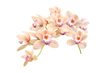 Branch Of Pink Orchid Isolated On White Background