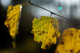 Fototapeta Do akwarium - Autumn birch leaves