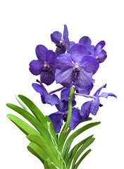 Wall Mural - Vanda orchid violet isolated on white background, exotic indoor tropical plant.