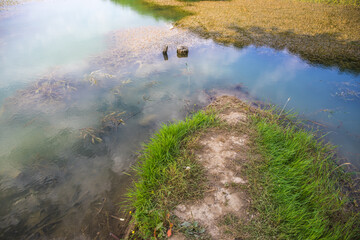 Wall Mural - Dead tree branch in the lake and its reflection with cloudy sky on water.