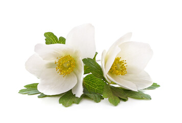 Sticker - Bouquet of white anemones.