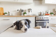 © Юлия Завалишина - Hungry border collie dog sitting on table in modern kitchen looking with puppy eyes funny face waiting meal. Funny dog looking sad gazing and waiting breakfast at home indoors, pet care animal life