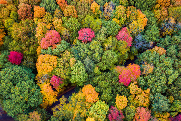 Wall Mural - a beautiful aerial look down at a paved road partially obscured or hidden below fall or autumn folia