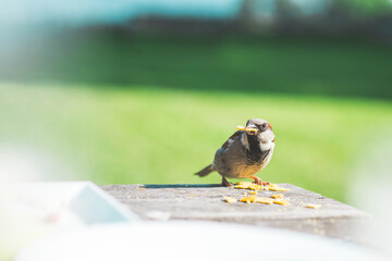 sparrow on a table