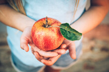 Hands Of Girl Holding Fresh Organic Red Apple With Leaf