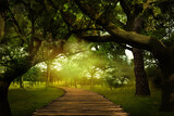 Fototapeta Do pokoju - Fantasy world. Magic forest with path between trees