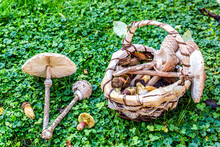 Basket Full Of Various Mushrooms Lying On Green Clovers