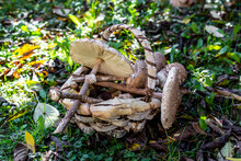 Basket Full Of Various Mushrooms Lying On Forest Floor