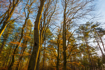 Wall Mural - Trees in autumn colors in a forest in bright sunny sunlight at fall, Baarn, Lage Vuursche, Utrecht, The Netherlands, November 18, 2020