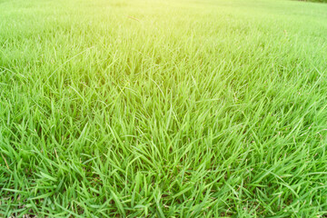 Wall Mural - Green grass texture as background. Natural meadow landscape.