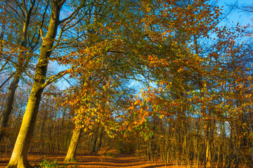 Wall Mural - Trees in autumn colors in a forest in bright sunny sunlight at fall, Baarn, Lage Vuursche, Utrecht, The Netherlands, November 18, 2020