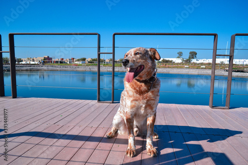 Cuadros en Lienzo Happy dog with spots browns sits in the dock together to the lake