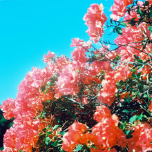Bougainvillea Flowers In Sunshine Against Blue Sky