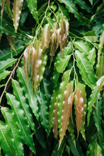 Background Of Tropical Leaves.