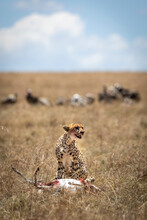 Cheetah With Its Prey Sitting With Her Kill With Vultures Watching From A Distance In Masai Mara In Kenya