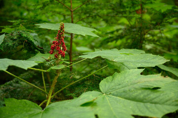 Close up photo of devil's club (Oplopanax horridus) leaves and fruit in the dark rainforest