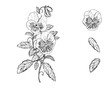 Hand drawn sketch black and white set of pansy, violets flower. Vector illustration. Elements in graphic style label, card, sticker, menu, package. Engraved style illustration.