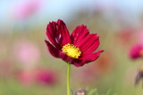 Fototapeta Kosmos - Red cosmos flowers in the garden behind blur,Portrait.